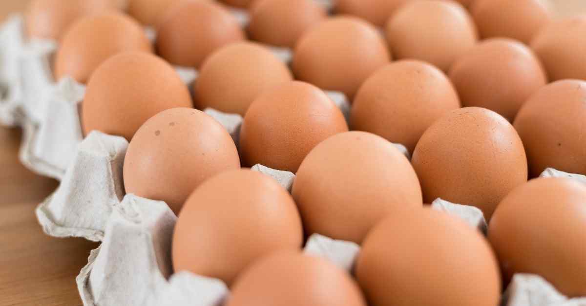 Mengenal Telur Ayam Organik Lebih Dekat